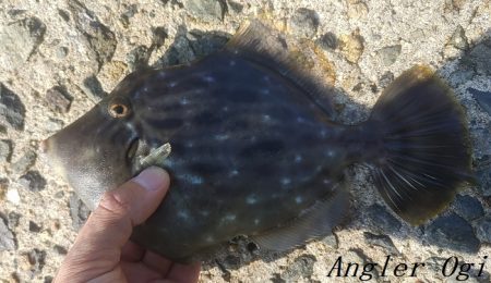 姫路のカワハギ、まだいける。