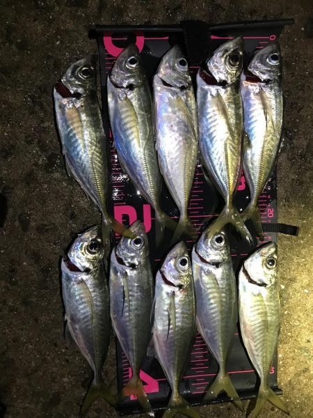 淡路島アジング