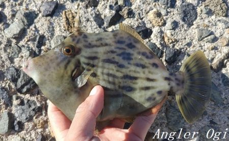 潮が動かず大苦戦