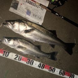 小型でしたがなんとか2本