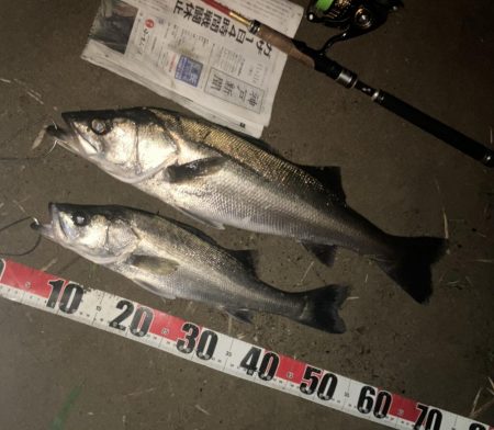 小型でしたがなんとか2本