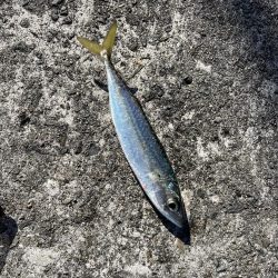 アジ釣り