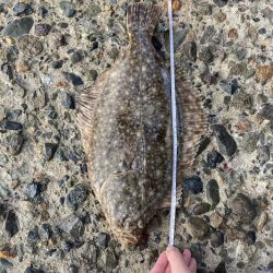 ざぶとんイシガレイ!