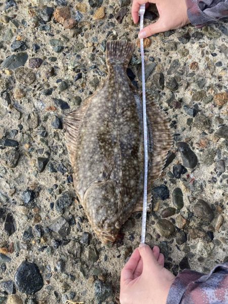 ざぶとんイシガレイ!