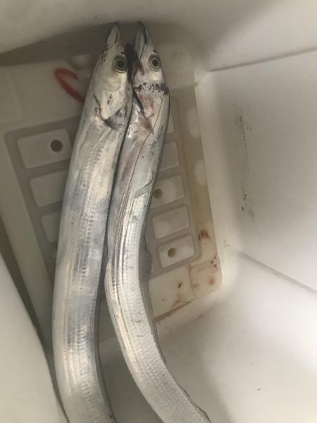 周りは釣れてるけども