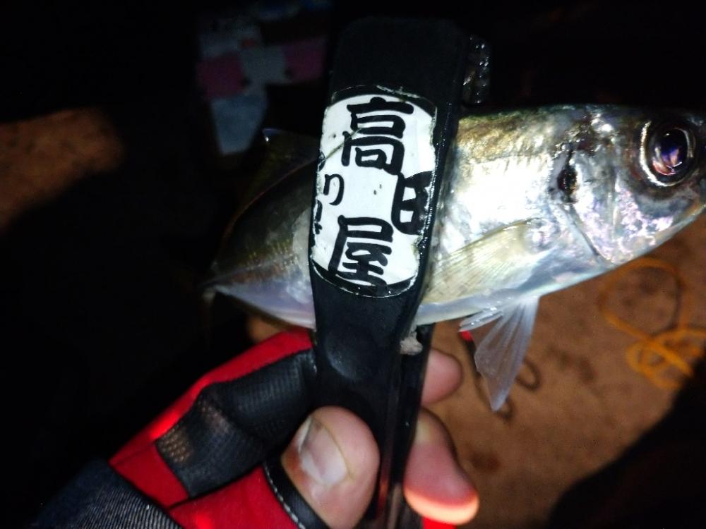 淡路島でアジング