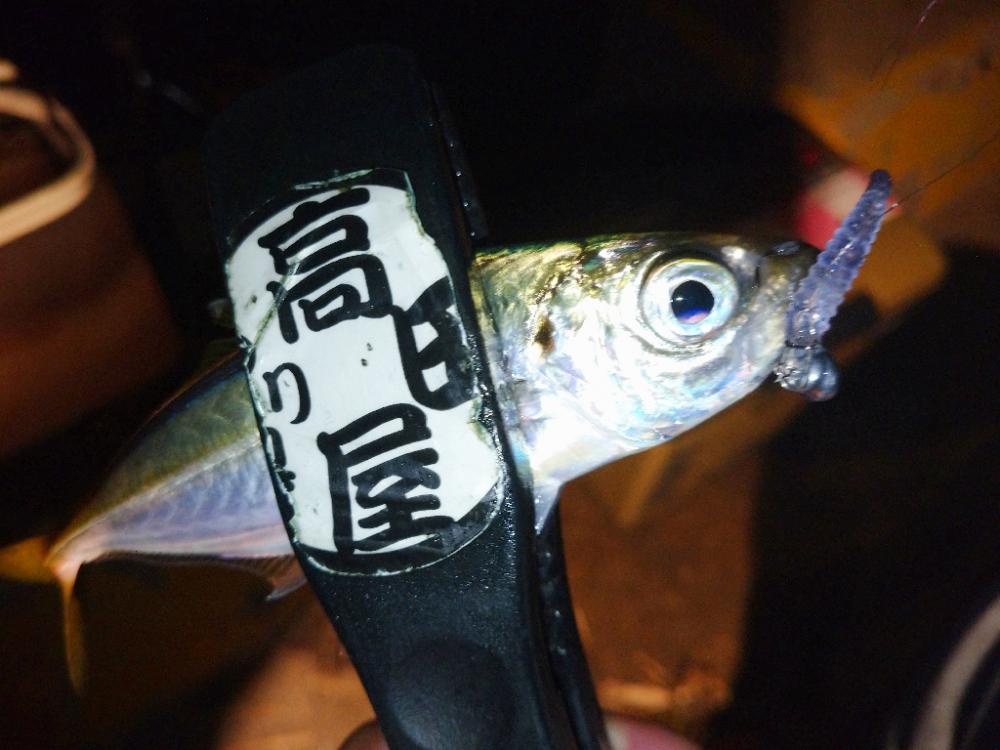 近所でアジング