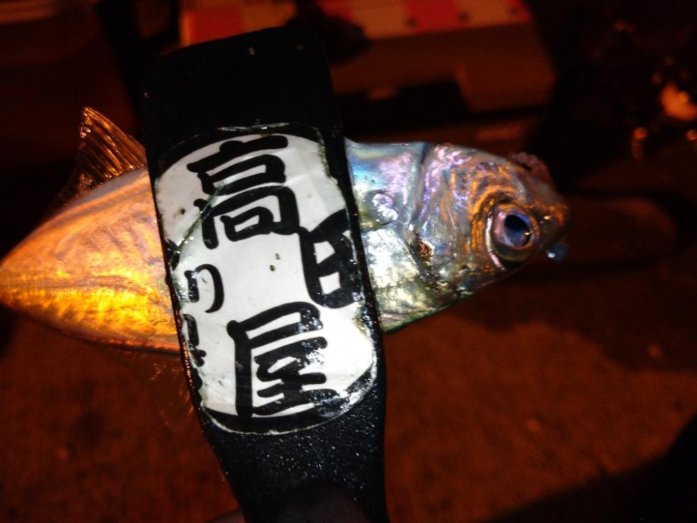 今夜のアジング