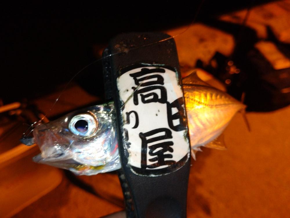 今夜もアジング😋