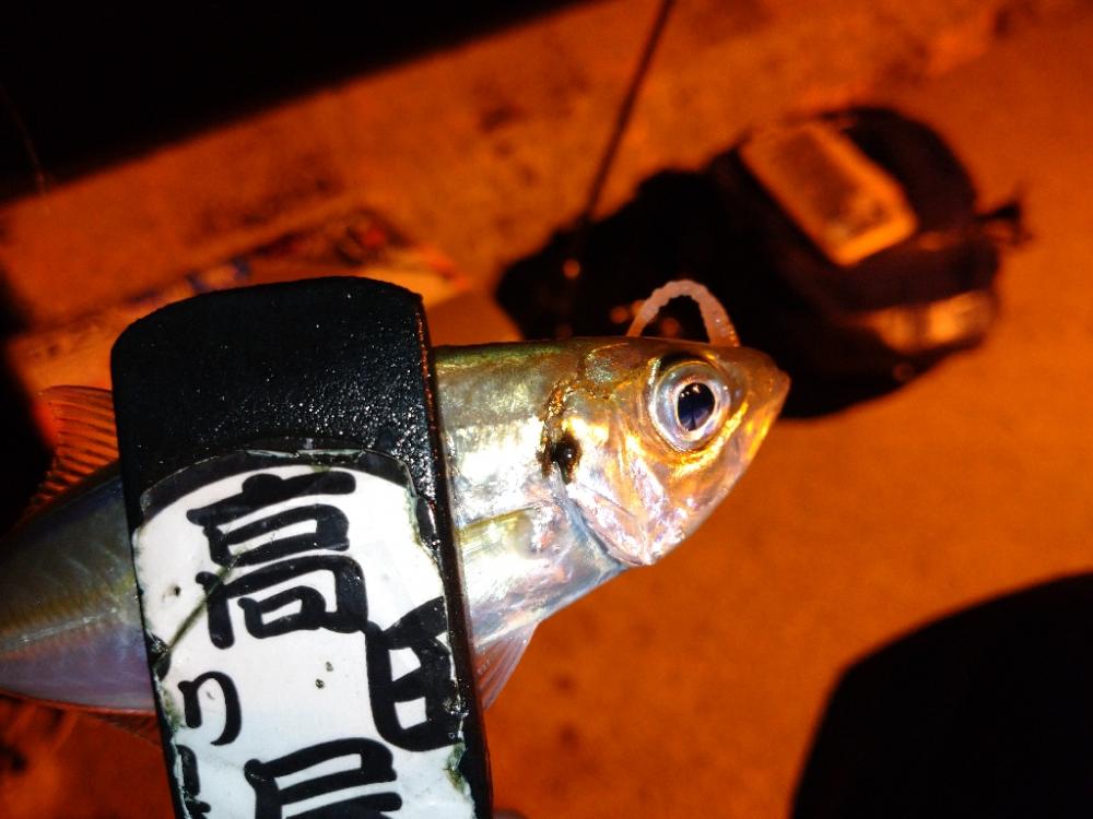 今夜のアジング