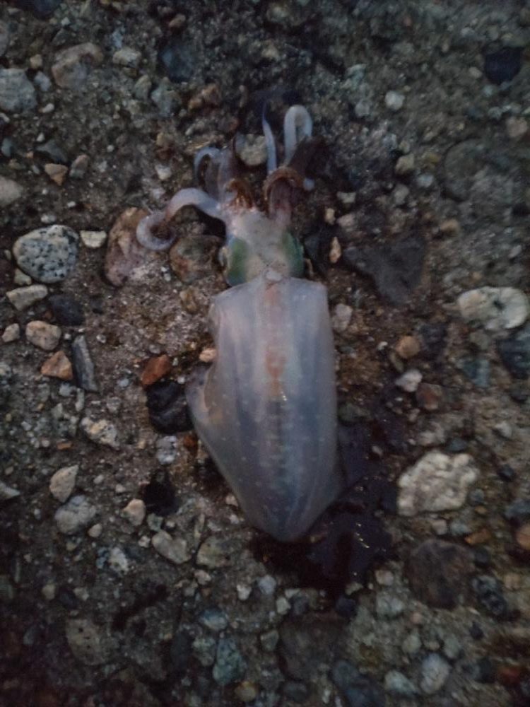 アオリイカ２杯！