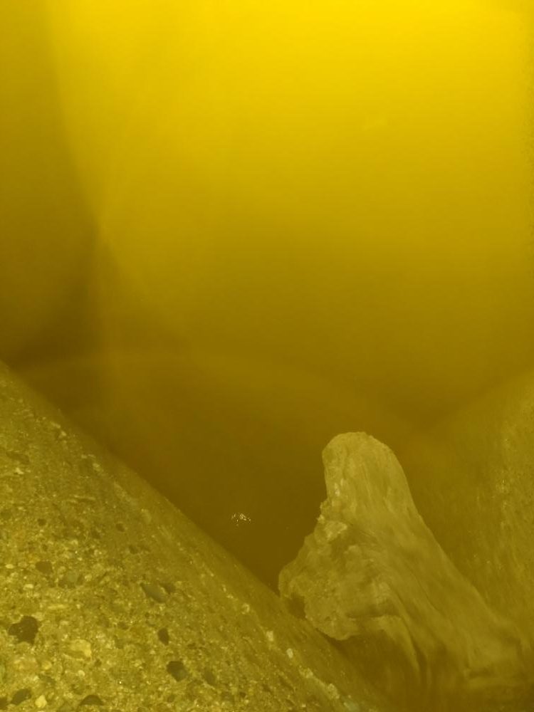 夕マズメにアオリイカ1杯!バラシ1…