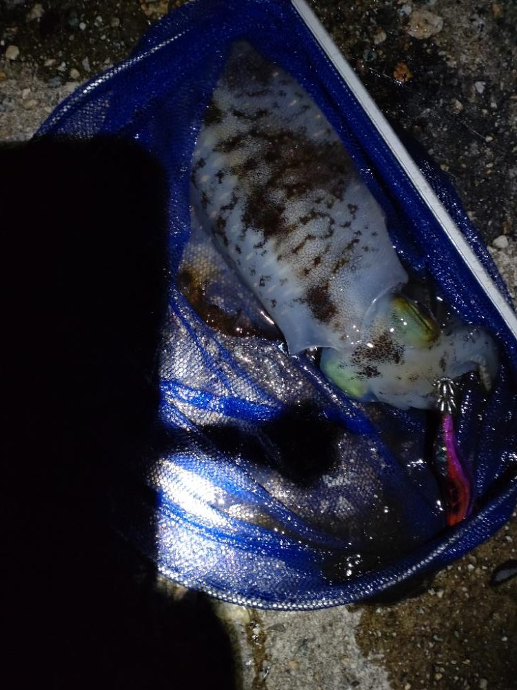 アオリイカ3杯＋２杯！