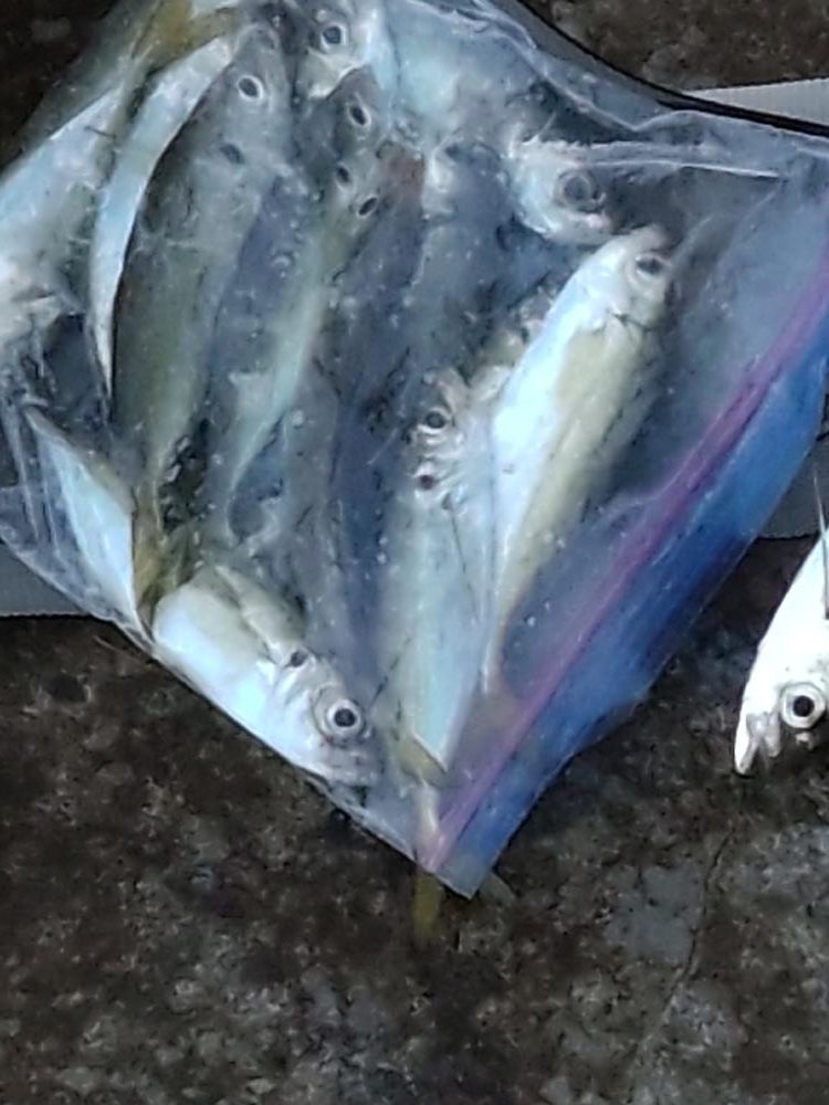 アオリイカ１杯！　アジ多数！