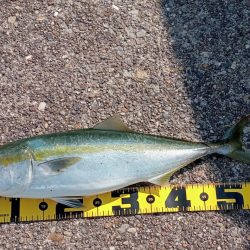 播磨新島の飲ませ釣り