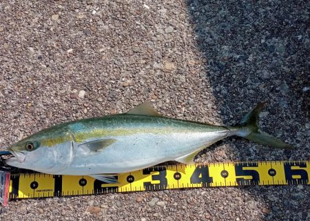 播磨新島の飲ませ釣り