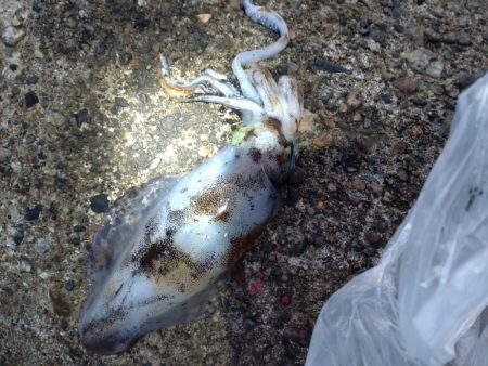 アオリイカ１杯！