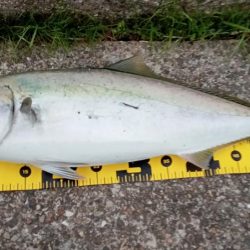 東二見の飲ませ釣り