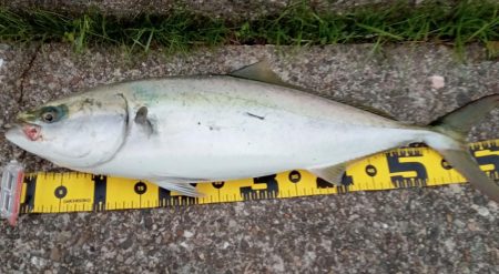 東二見の飲ませ釣り