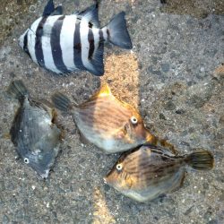 カワハギが釣りたくて