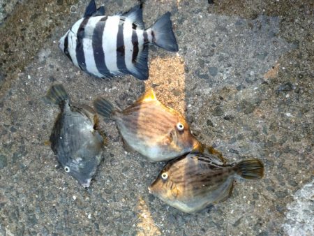 カワハギが釣りたくて