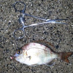 土砂降り五目釣り