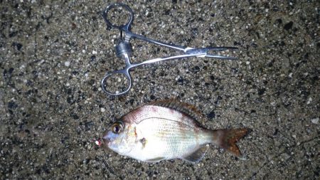 土砂降り五目釣り