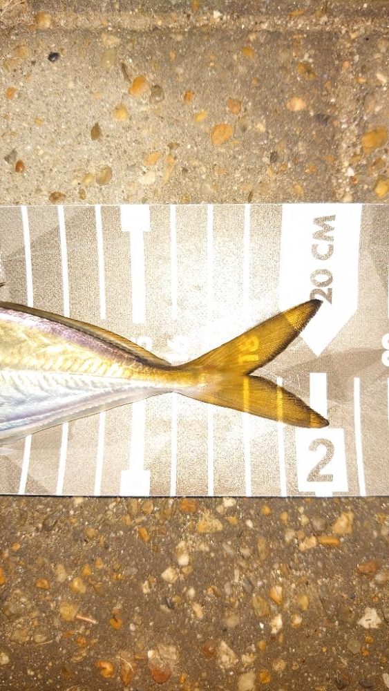 おぉ~渋いんかぁー