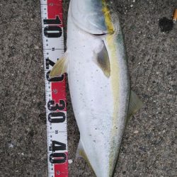 デイゲームはVJ