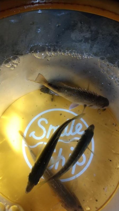 コモノ釣り楽し