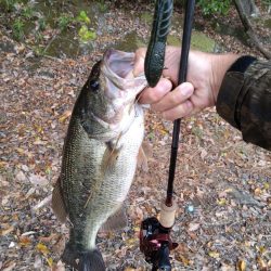 久々の津久井湖バス