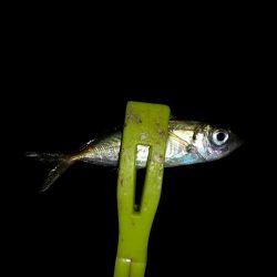 中アジ釣りたくて!