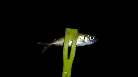 中アジ釣りたくて!