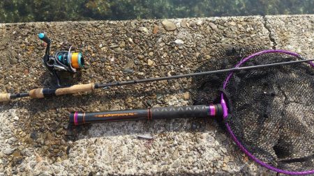 サゴシが釣れてると言うことで!