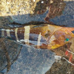 アジ全く釣れず。