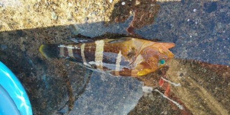 アジ全く釣れず。