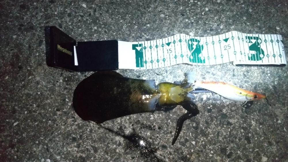 久々のアオリイカ