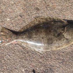 良型ヒラメゲット！