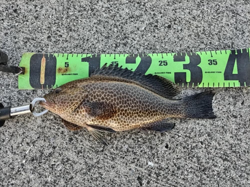 オオモンハタとデッカサゴ!