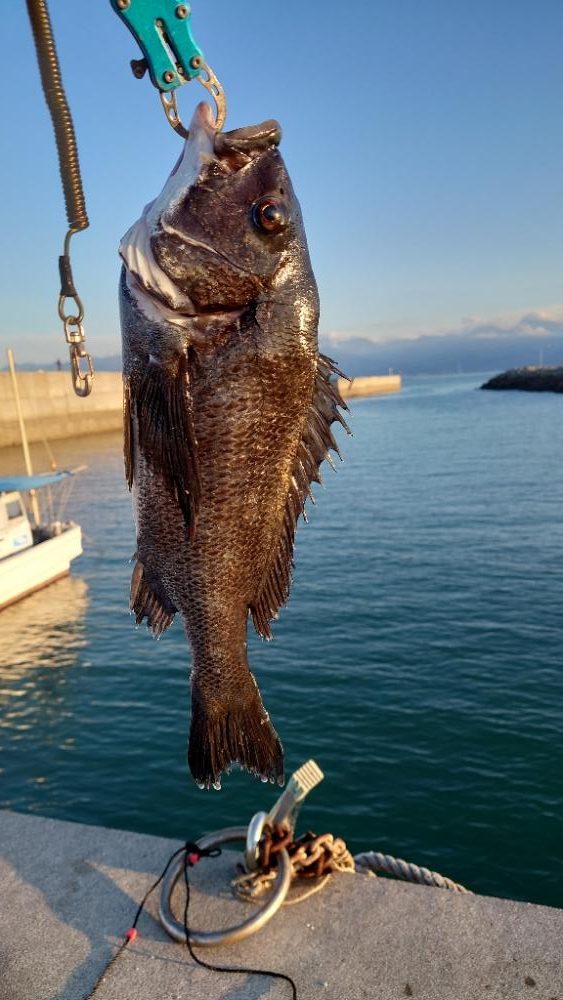 今治出張中　休み取れましたのでフカセ釣り✨