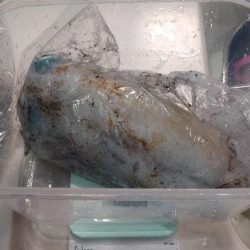 ティップラン初挑戦でアオリ