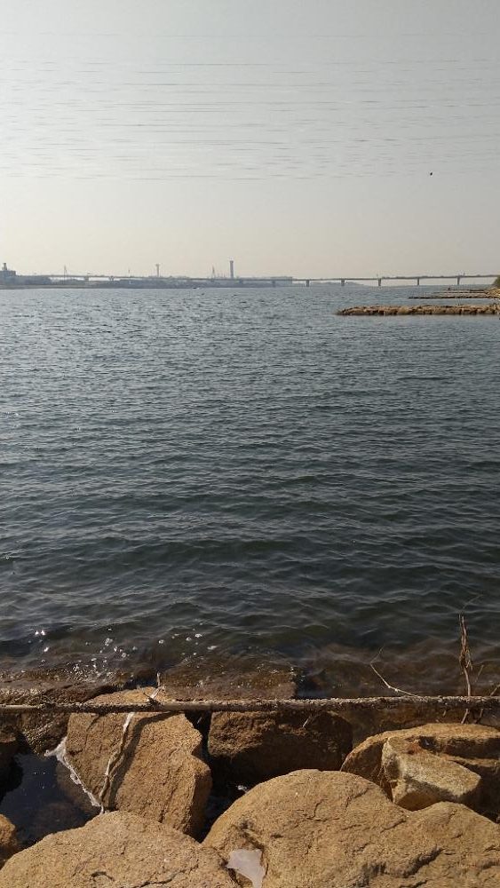 マハゼ大型狙い