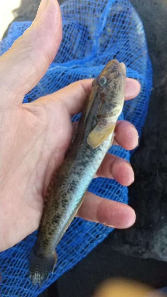 マハゼも大きくなりました