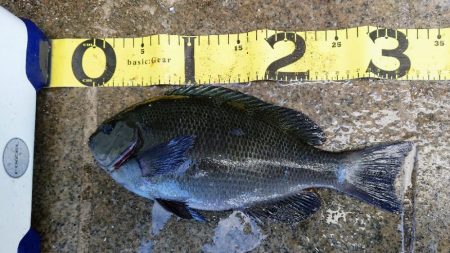 やっと出た30cmオーバー