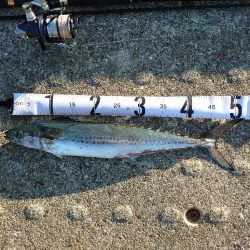 サゴシッセル神戸