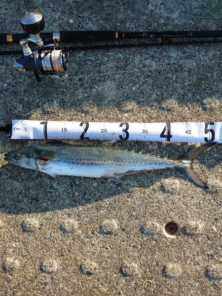 サゴシッセル神戸