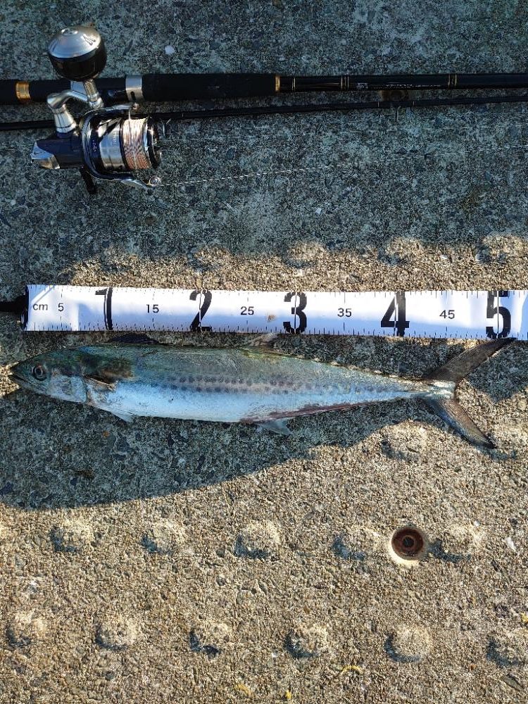 サゴシッセル神戸