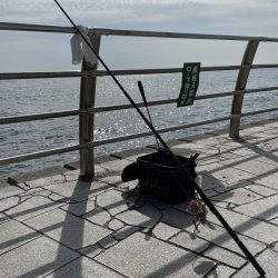 翼港でグレを狙った