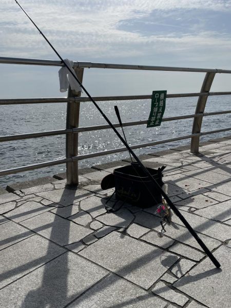 翼港でグレを狙った