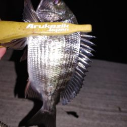 エギングからチャリコ